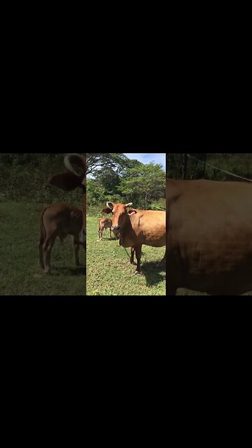 Island Bulls Liming On Land