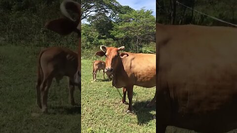 Island Bulls Liming On Land