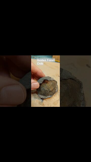 Who doesn't want a golden fossil crab for Christmas #fossil #gold