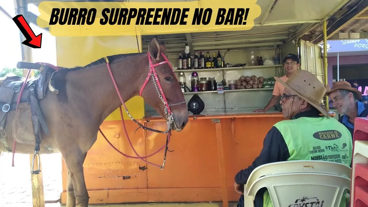 VOCÊ NÃO VAI ACREDITAR NO QUE ESTE BURRO DE ESTIMAÇÃO É CAPAZ DE FAZER NO BAR DA CIDADE!