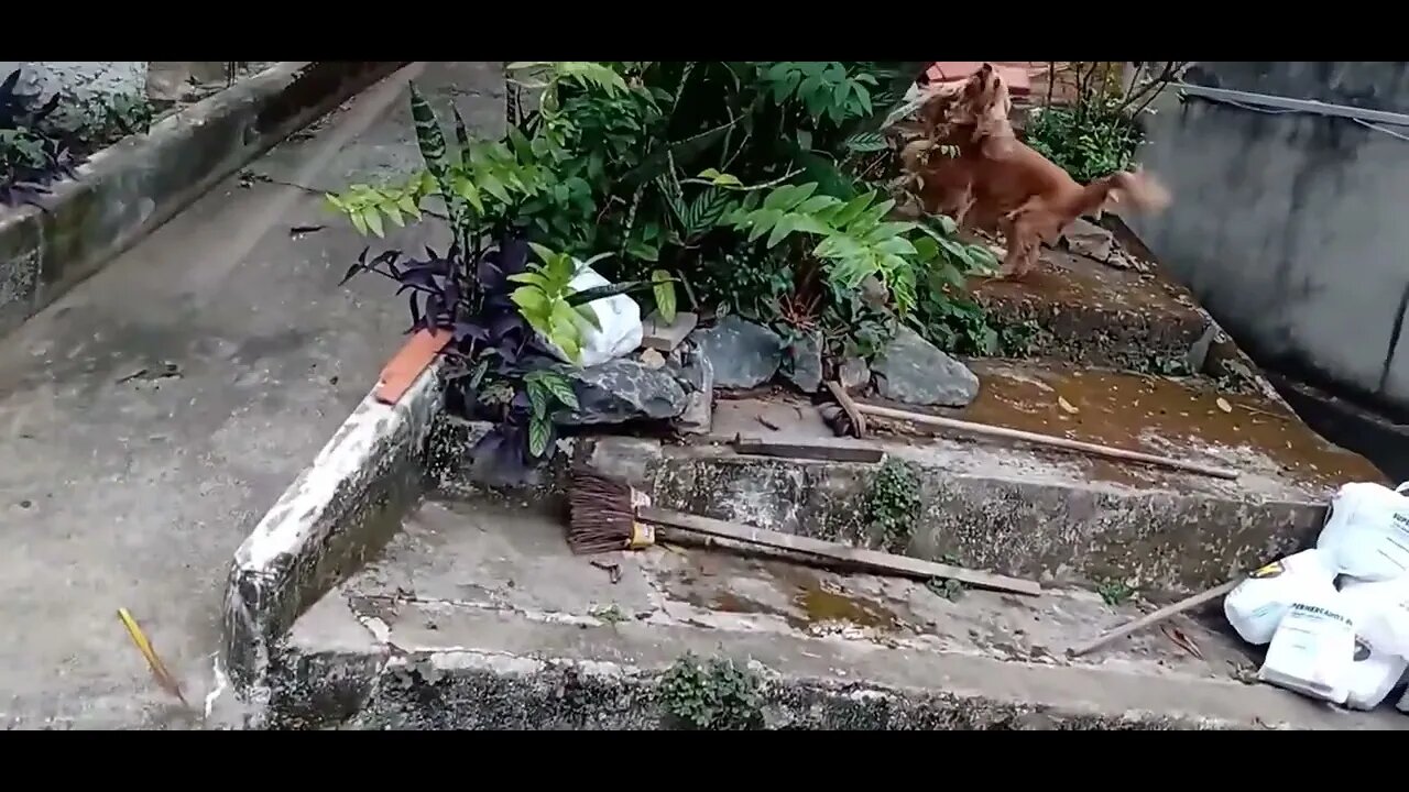 #dogs , #dogshow , #animals , #friend , #cães