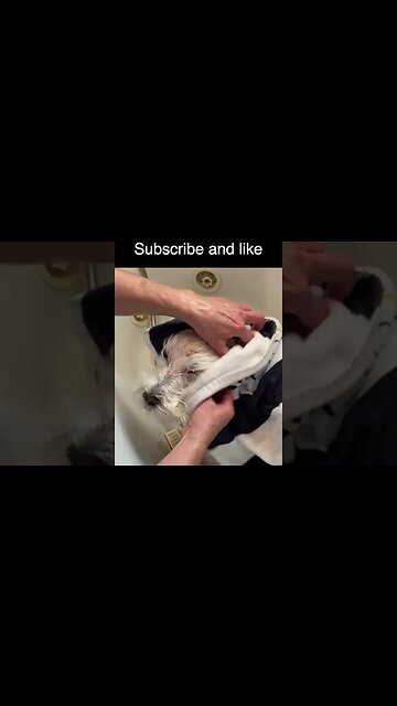 Ollie gets a bath #shorts