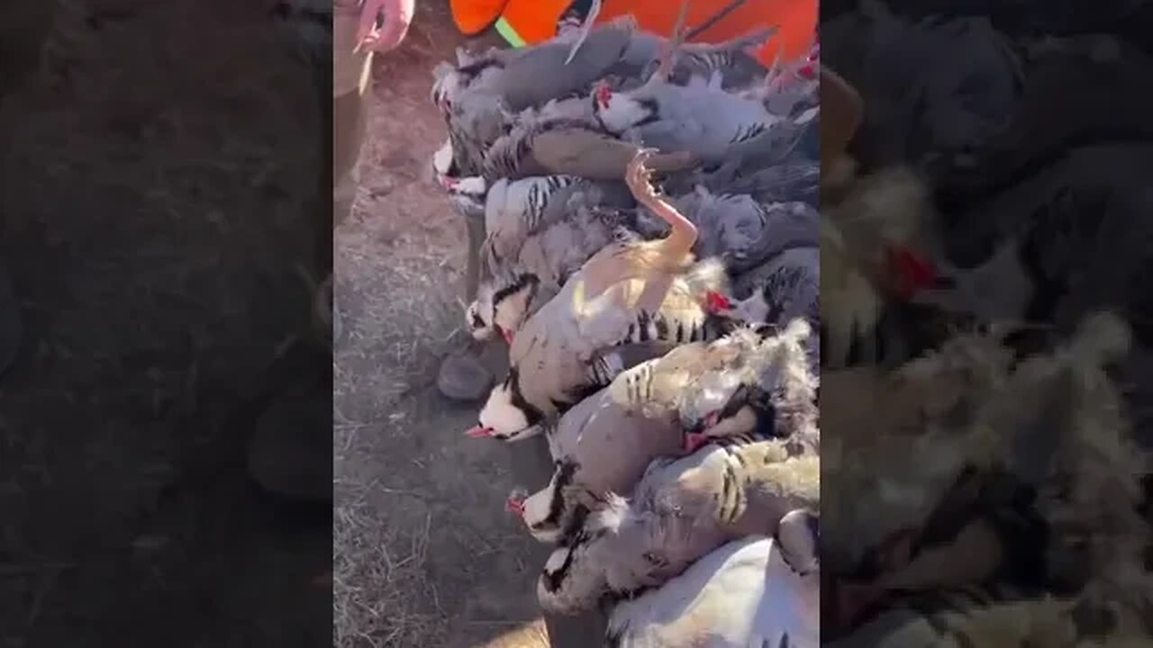 Pheasant chukar hunt up in Kansas