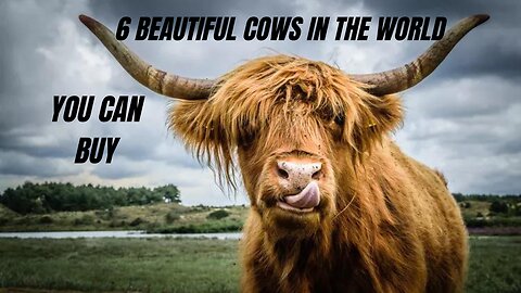 6 Beautiful Cows In the world | You don't know