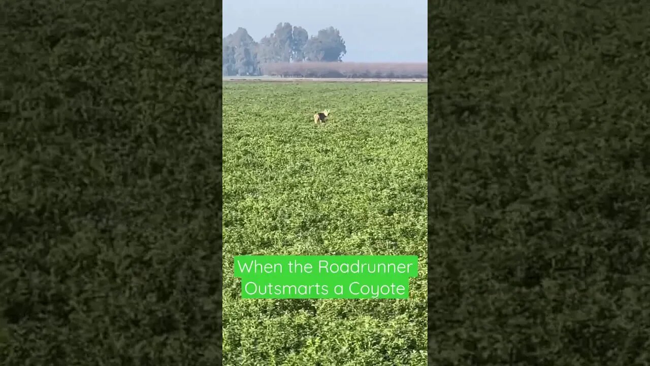 Coyote Outsmarted By Roadrunner #Shorts