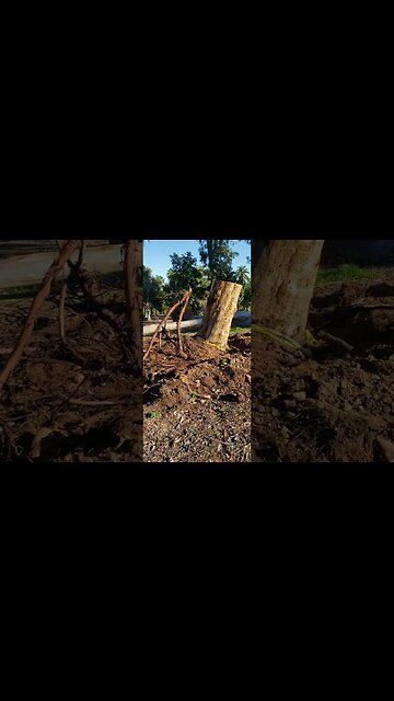 MORE Fallen Trees in Balboa Park Pt. 3