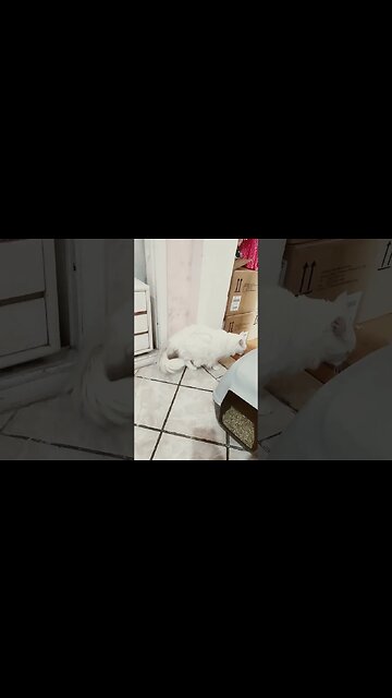 engenharia reversa do algoritmo vídeo #2024aniespresiden