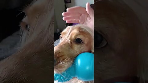 #dogshow , #animals , #dogs , #shorts