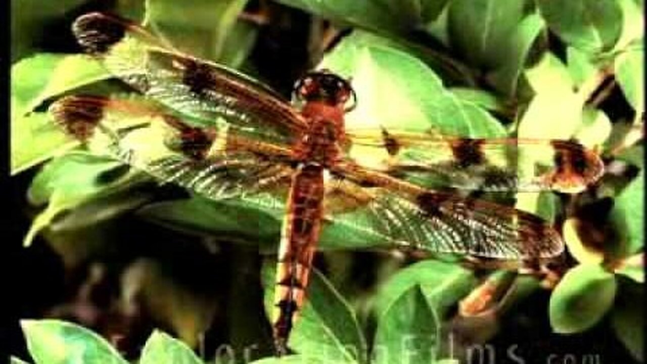 Dragonflies Defy Evolution