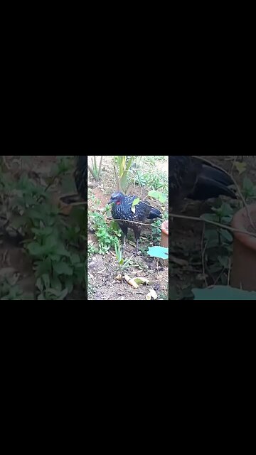 Jacu e seus filhotes em busca de comida Jacuaçu