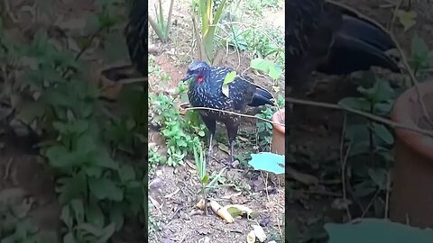 Jacu e seus filhotes em busca de comida Jacuaçu