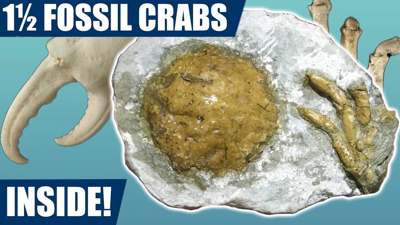 Fossil spider crab preparation with a bonus crab sneaking in