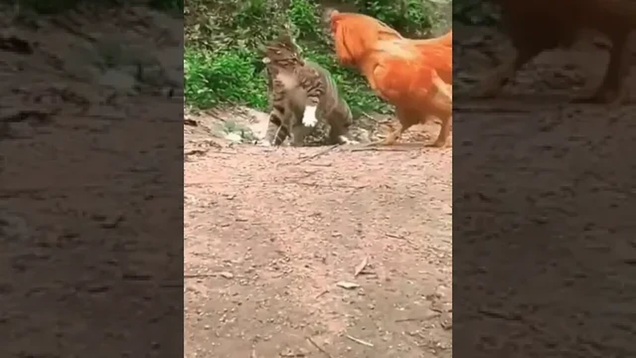 Funny video of cat and cock