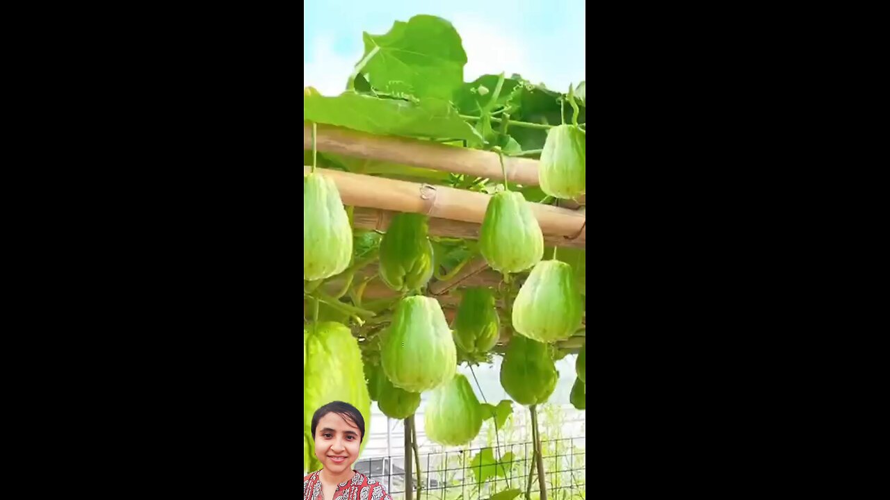 Gardening ideas for home Growing chayote on the terrace is big,super sweet, and very simple #grow ❤️