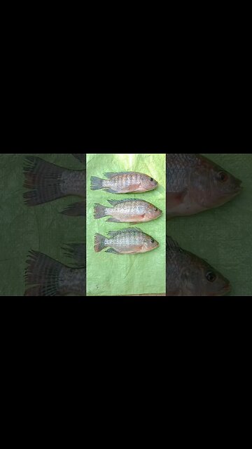 Viral Fish😍🔥🔥🤣🤣🤣🤣@BENGALCOOKING #shorts #youtubeshorts #viral #viralshorts #trending #trendingshorts