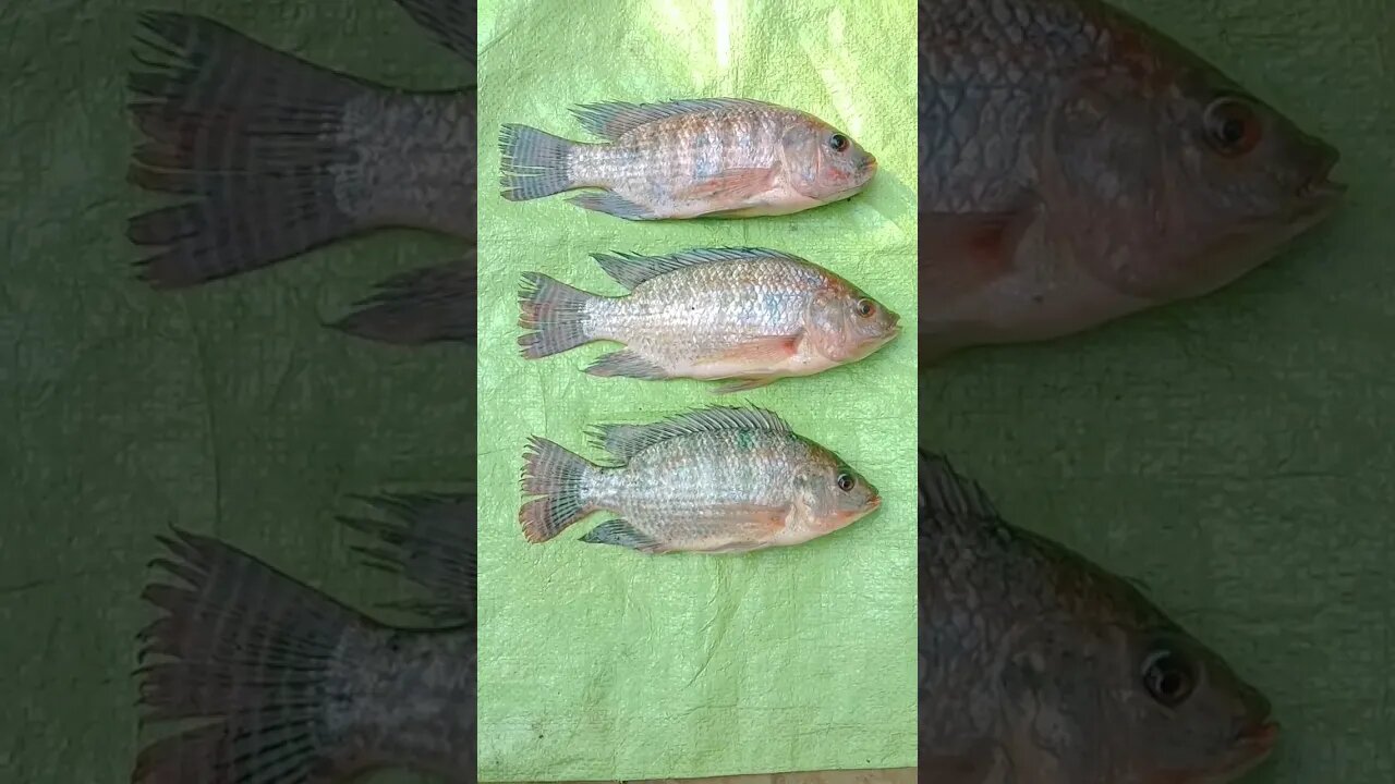 Viral Fish😍🔥🔥🤣🤣🤣🤣@BENGALCOOKING #shorts #youtubeshorts #viral #viralshorts #trending #trendingshorts