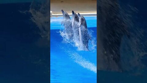 Dolphin dance to watch #trending #viral #animalcare