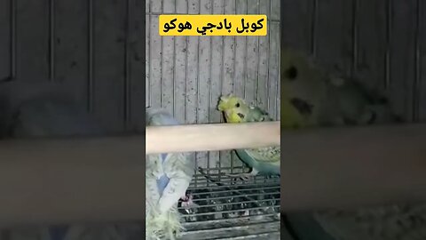 كوبل بادجي هوكو روعة