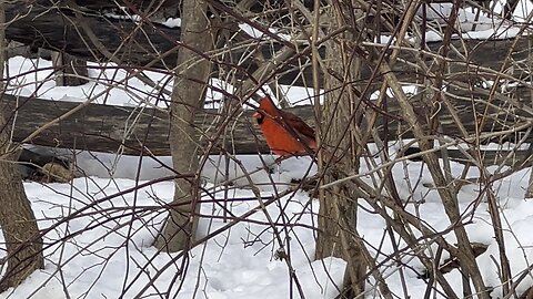 Beautiful male Cardinal James Gardens Toronto