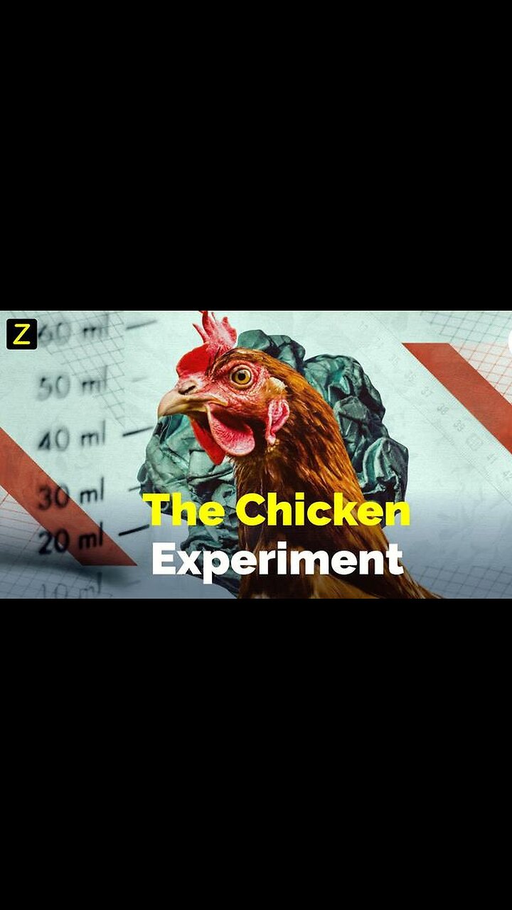 If every household had 3 chickens. The great chicken experiment