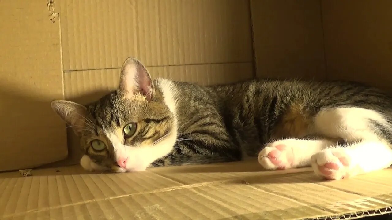 Cute Cat Has Beautiful Eyes