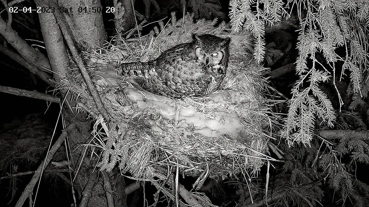 Ellie Enjoying Time on Her Nest 🦉 02/04/23 03:09