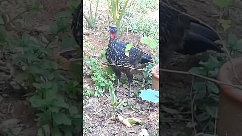 Jacu e seus filhotes em busca de comida Jacuaçu