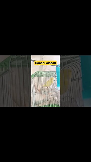 Canari-oiseau très sympa
