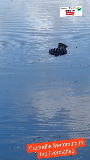 Beautiful Crocodile Swimming in the Everglades #crocodile #alligator #everglades #florida #rober