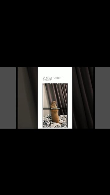 💀😂😂Subscribe on youtube * LINK IN BIO *#memes #dog #dogmemes #memes #funny #trynottolaugh #shorts