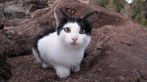 Our Cats #131 - Short Clip - Kitten Panqueeñou Climbs on Large Boulder