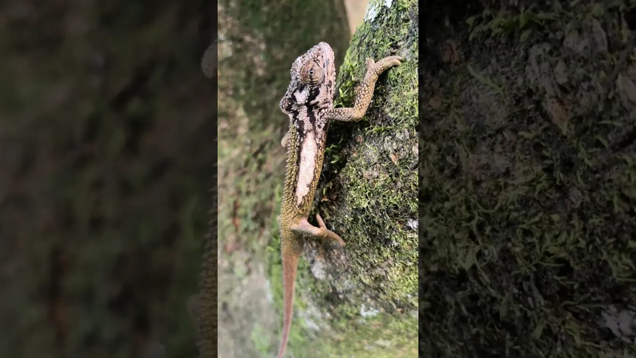 Chameleon climbing tree #chameleon #climbing #tree