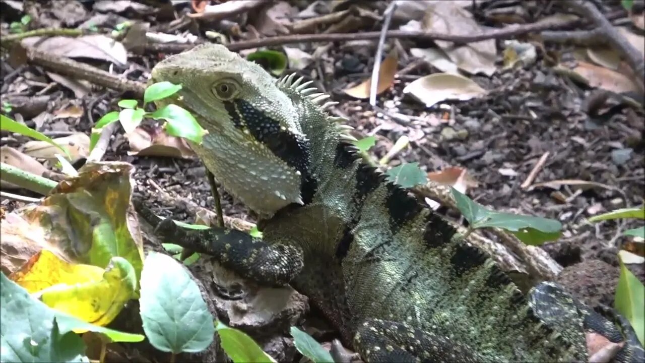 Lizards, Gold Coast, Australia