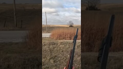 Golden Retriever flushes a Hen Pheasant