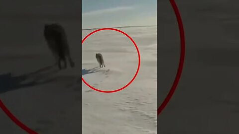 Wolf chased by a man on a snowmobile