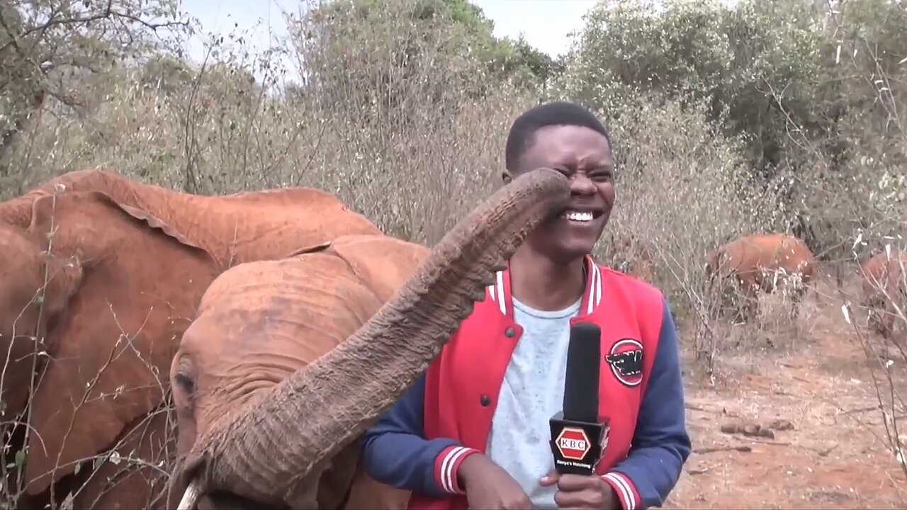 Baby elephant hilariously trolls reporter