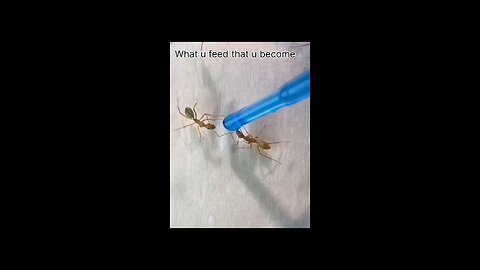 What u eat that u become..