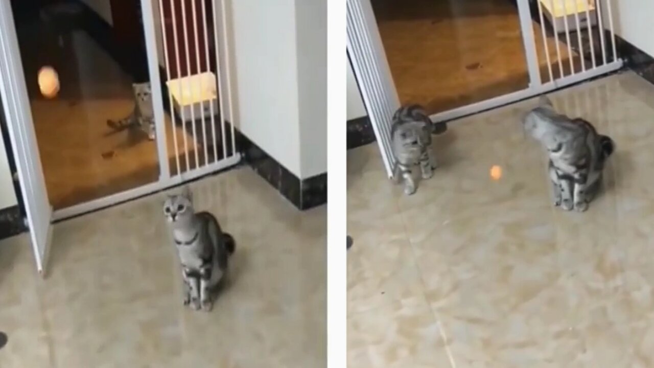 cat playing with ball