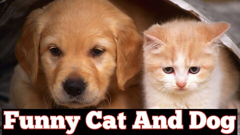 Funny animals - Funny dog and cat