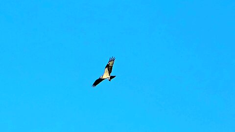 Osprey carries his dinner