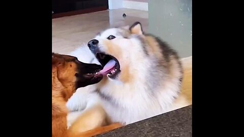 The funny behavior of those silly dogs