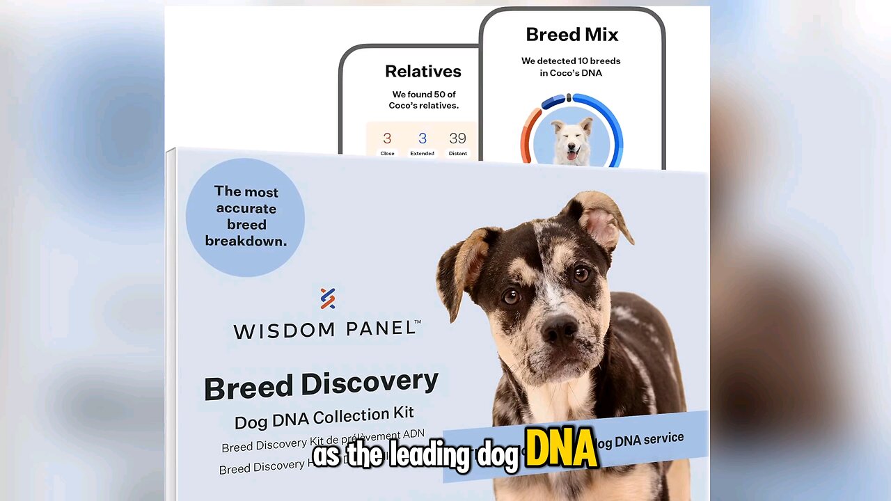 The Leading Dog DNA Test In The World