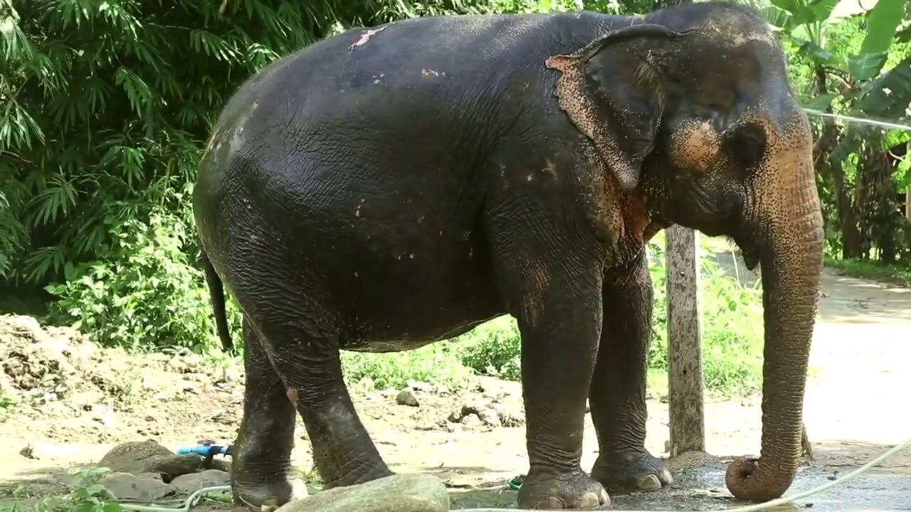 Elephant Playing With His Baby Elephant