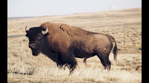 5 Fun Facts About The Bison