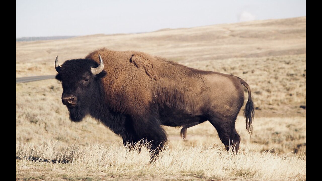 5 Fun Facts About The Bison