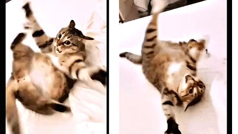 "Feline Follies: When Cats Go Wild After Being Kicked Out of Bed"