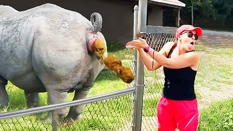 Try not to laugh 99% will laugh
