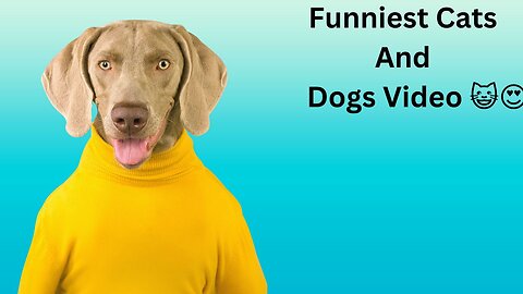 Funniest Cats And Dogs Video