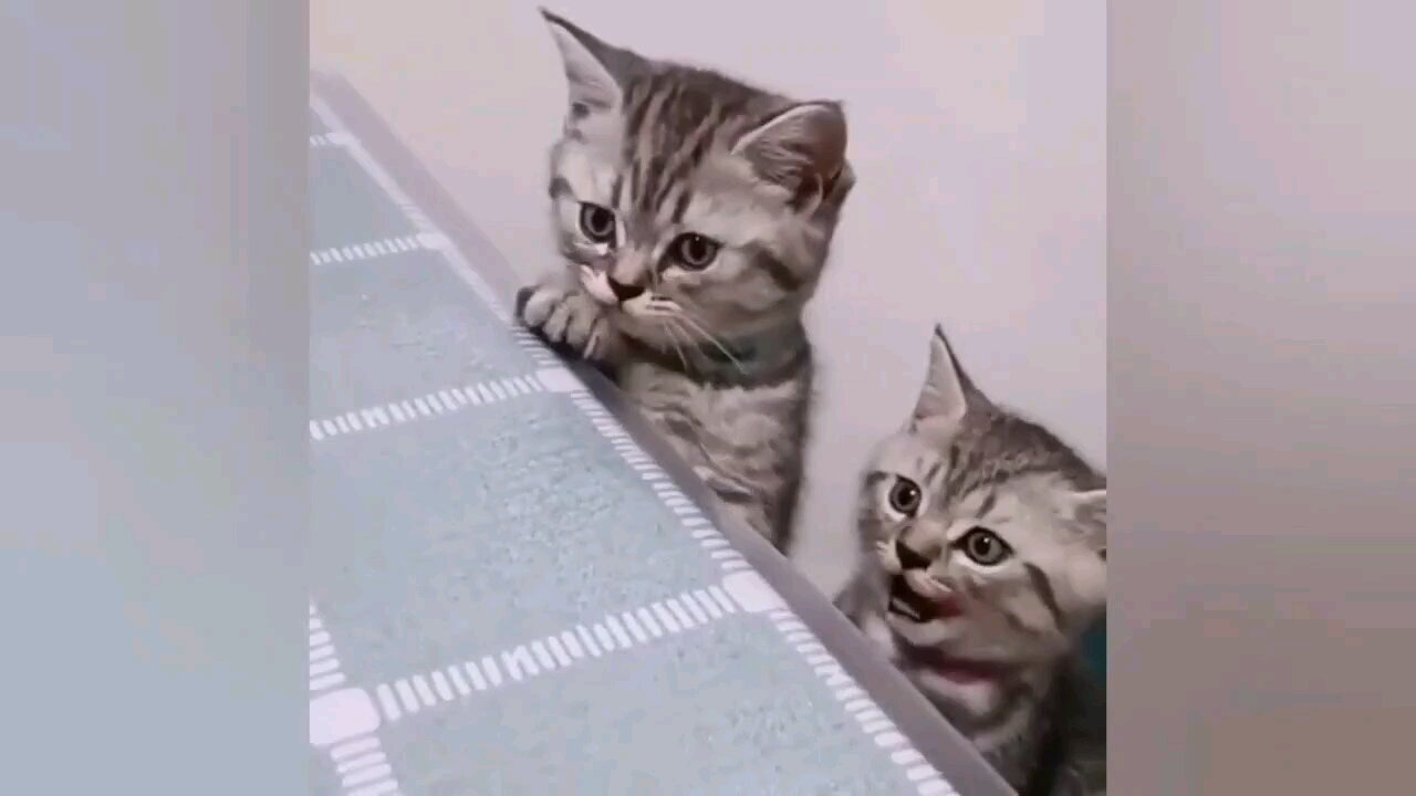 cute cats