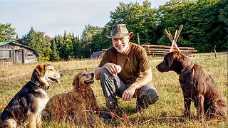 Regenerating an Old Homestead, Building a Cedar Rail Fence | These Dogs are Driving me Crazy!